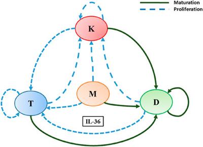 Dynamics of a network mediated by IL-36 and involved in the pathogenesis of psoriasis